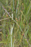 Fringed beaksedge